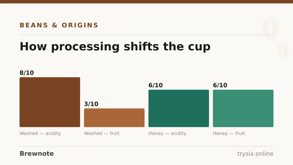 Chart from “How Coffee Is Made, Cherry to Cup”: how processing shifts the cup
