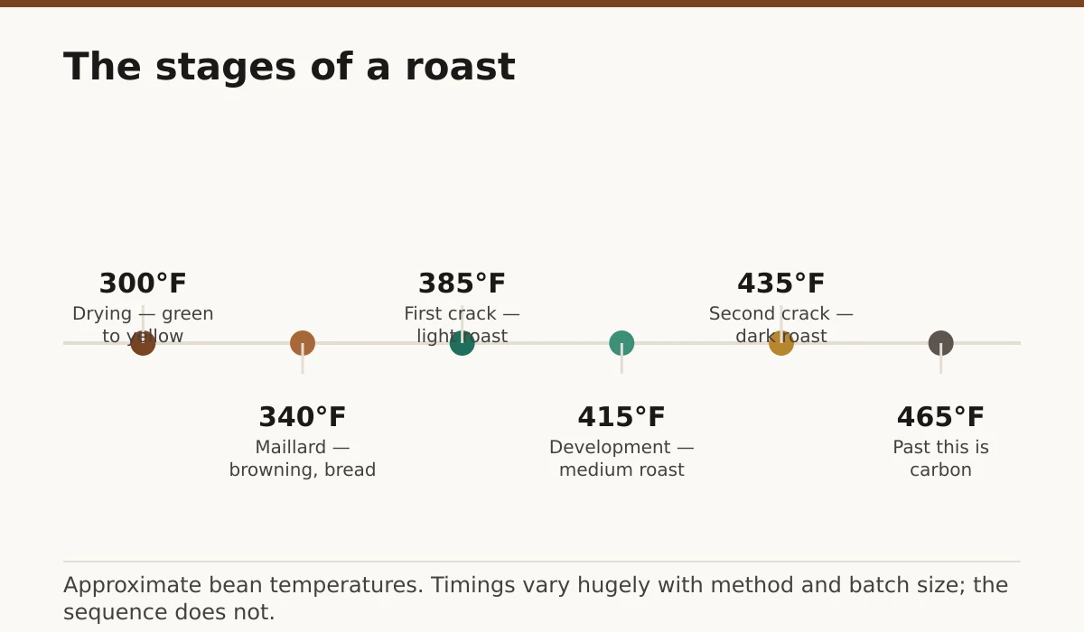 The stages of a roast. Drying — green to yellow: 300°F; Maillard — browning, bread smell: 340°F; First crack — light roast: 385°F; Development — medium roast: 415°F; Second crack — dark roast: 435°F; Past this is carbon: 465°F.