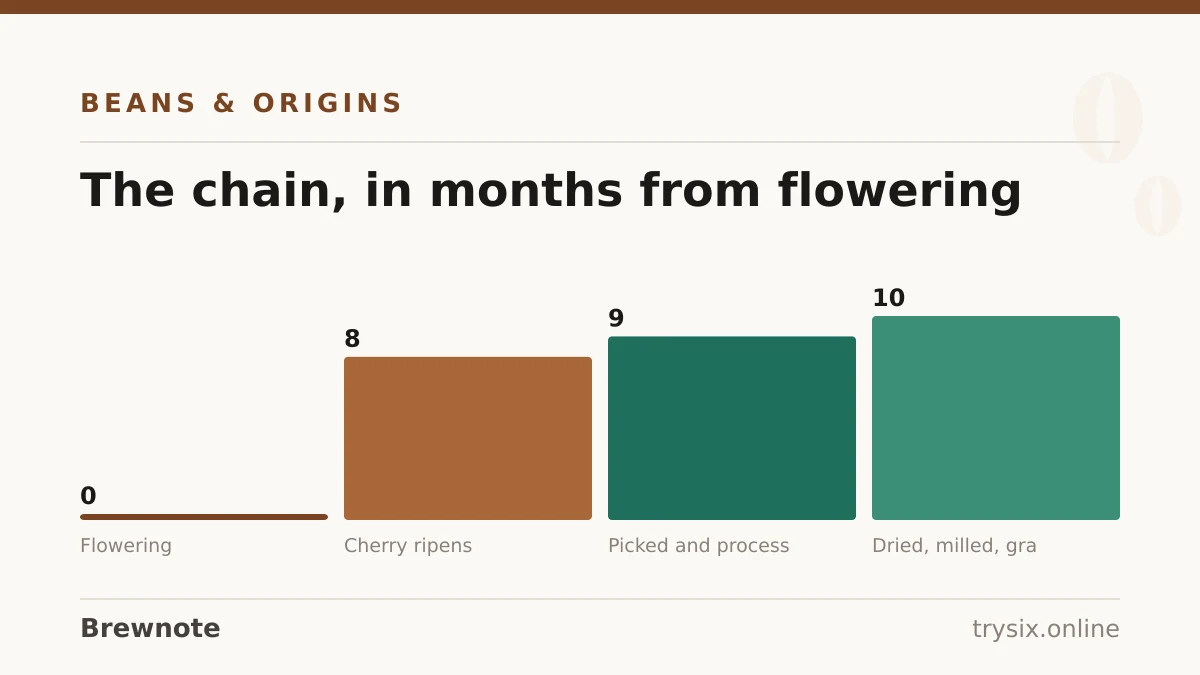 Chart from “What Is Coffee?”: the chain, in months from flowering