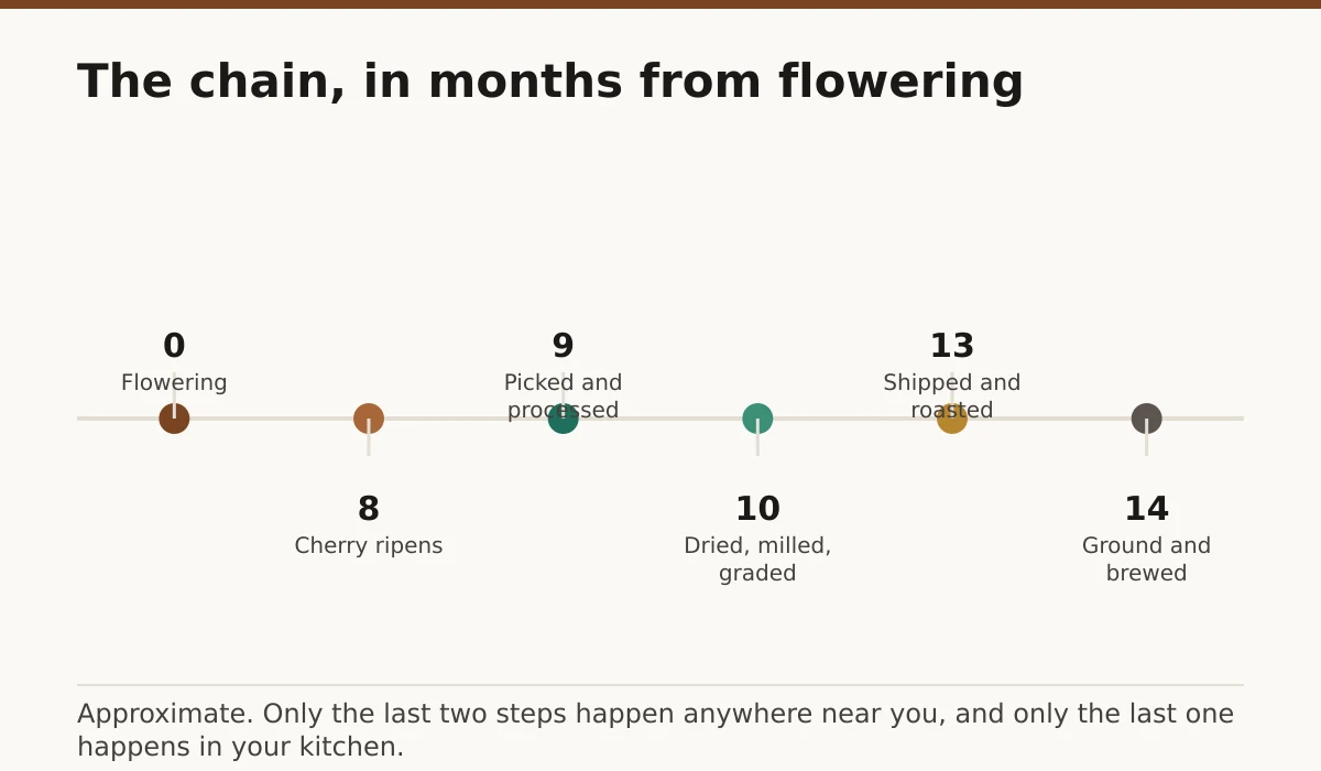 The chain, in months from flowering. Flowering: 0; Cherry ripens: 8; Picked and processed: 9; Dried, milled, graded: 10; Shipped and roasted: 13; Ground and brewed: 14.